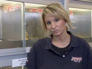 How To Care For Mini Lop Rabbits