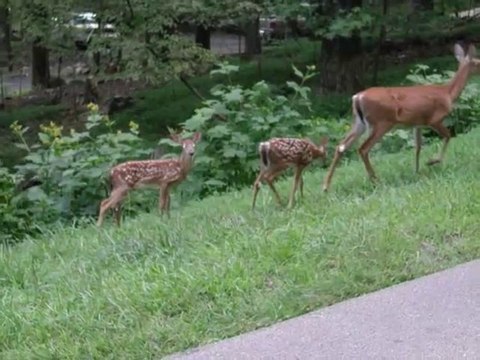 Homes for Sale - 2412 Alpine Drive - Jasper, GA 30143 - Maria Ashby