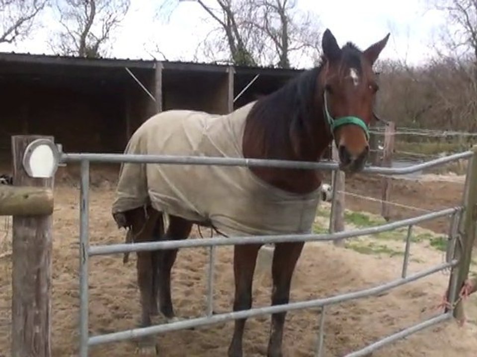 REBELLE D'ORGERES AU PADDOCK