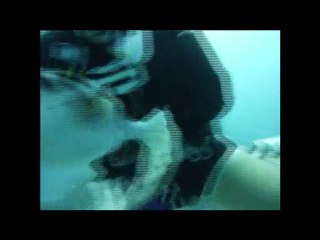 Puffer fish dans les main