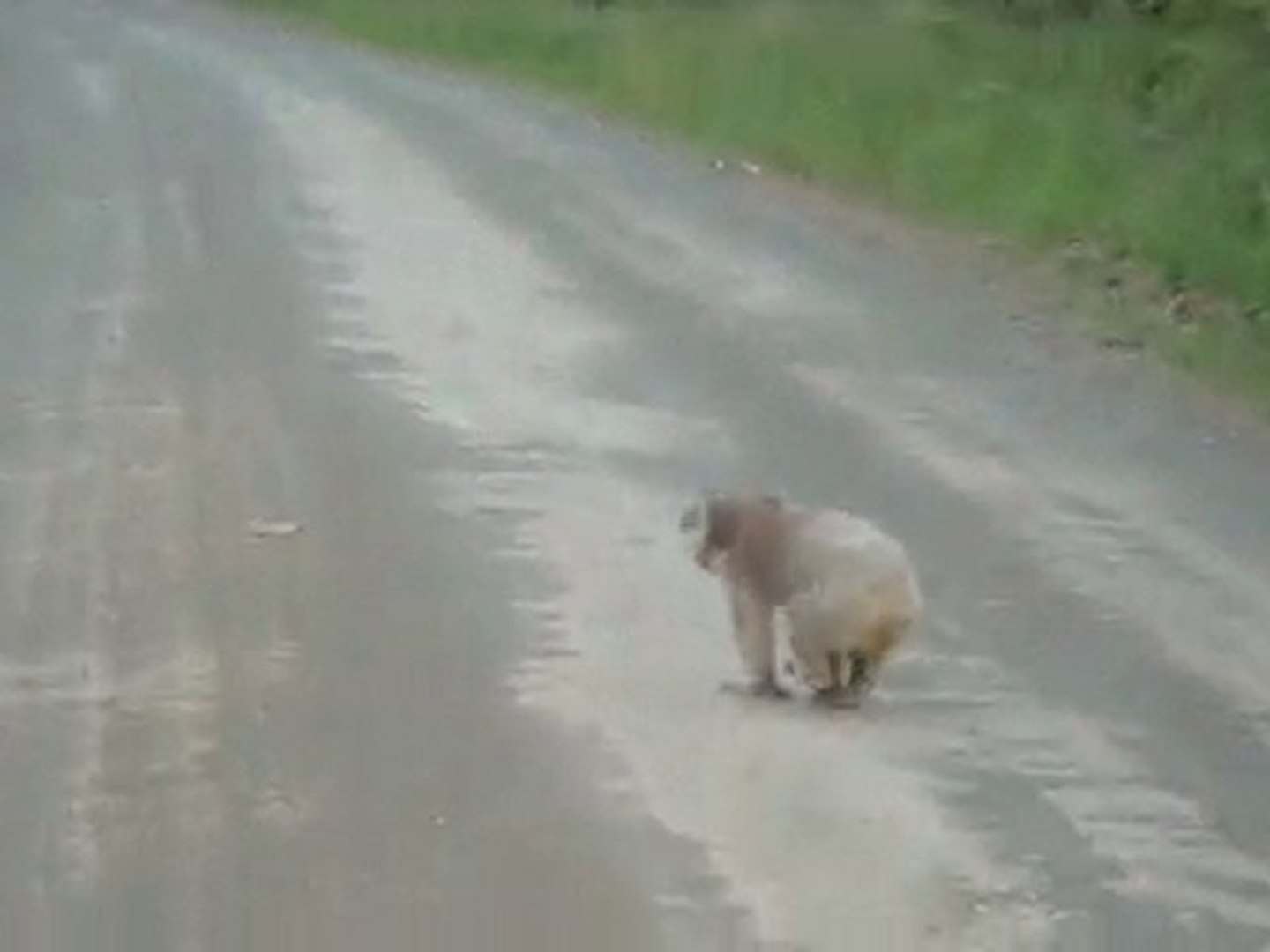 ⁣Koala