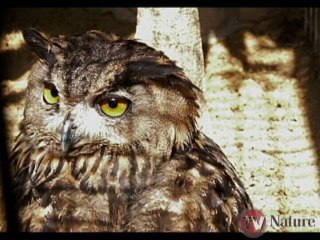 Les rapaces nocturnes - TV Nature épisode 11