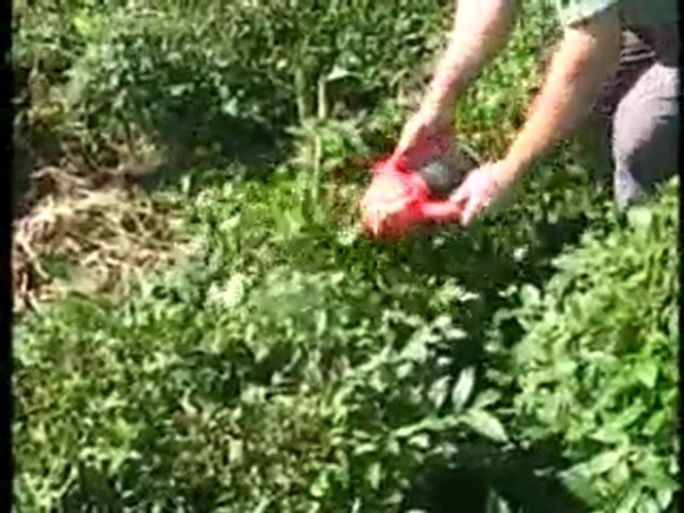 Maks Çay Toplama ve Budama Makinesi