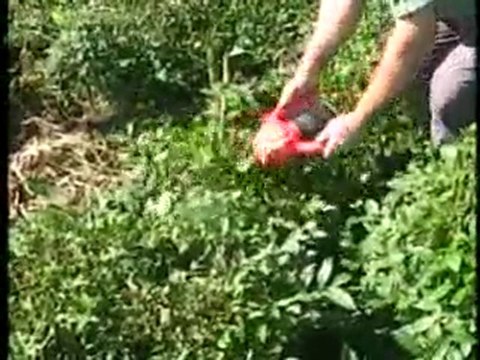 Maks Çay Toplama ve Budama Makinesi