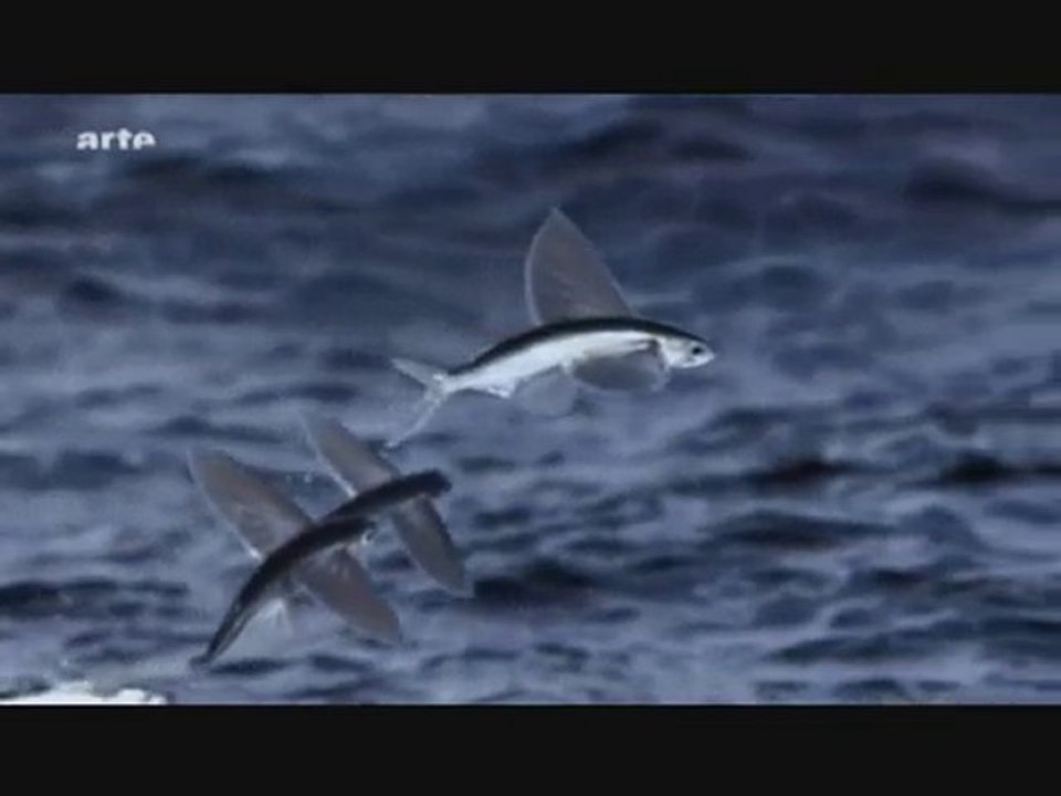 Life - L'aventure de la vie - Les Poissons 10