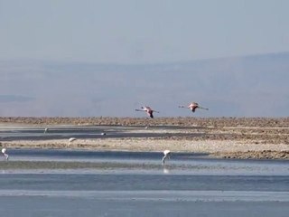 Flamands roses ANDINS