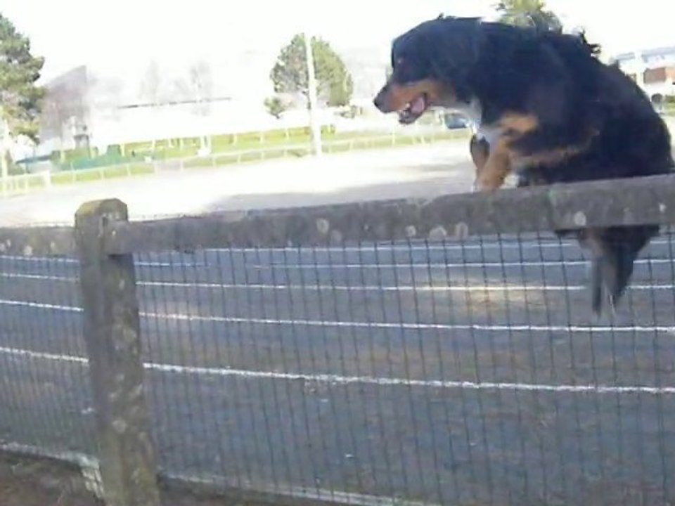 Ébène et les clôtures