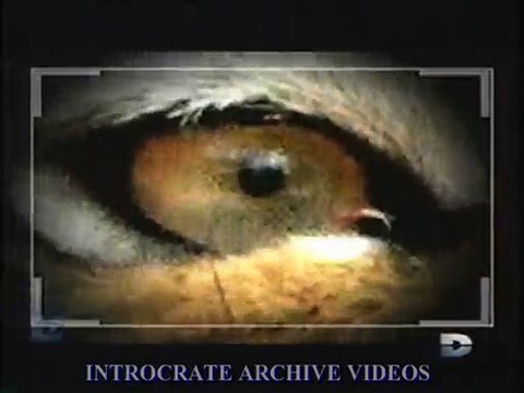 Traque au Prédateur, Le Retour des Prédateurs - 1 de 3