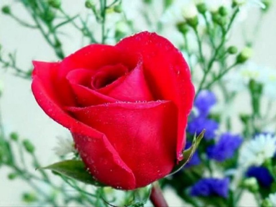 uçurum çiçeği...