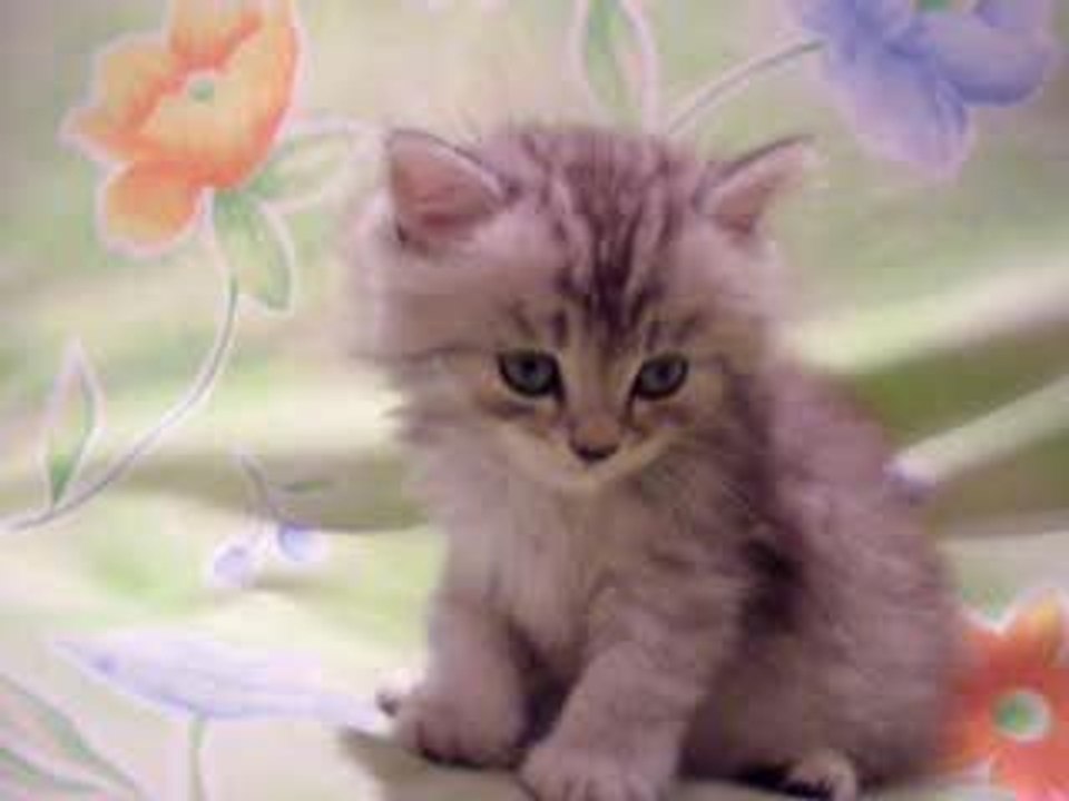 Chat Meugnon