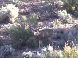 Mule Deer Hunt in AZ.