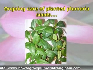 How To Start Plumeria Plants From Seeds