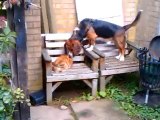 Cat Shows Dog Who's Boss