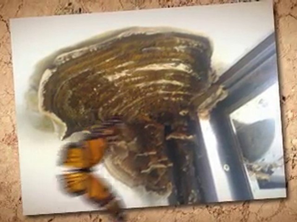 toxic mold Dallas