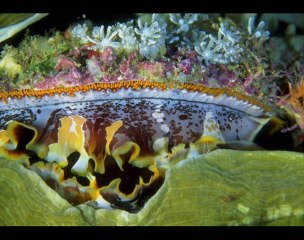 Undisputed Truth - Ungena Za Ulimwengu-liste lionel nivelle