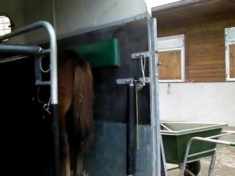 Amiral poulain poney pfs monte dans le van