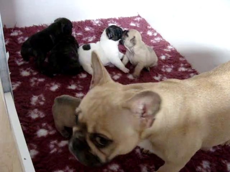 Chiots d'Elfée 3 semaines