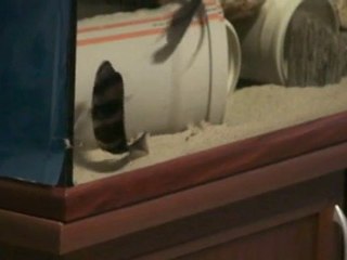 Frontosa Brundi Breeding