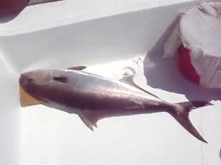 EN UZUN SÜREN AKYA AVI - www.adrasanbalik.com