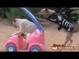 Il cane canguro spinge l'auto giocattolo