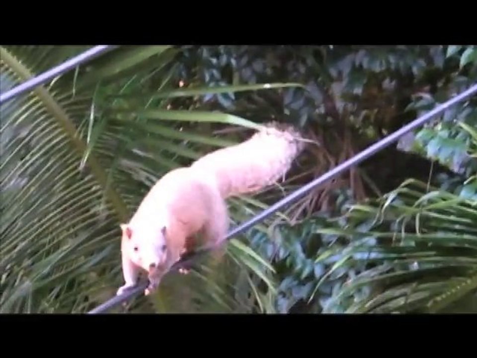 Les petits écureuils de Koh TAO