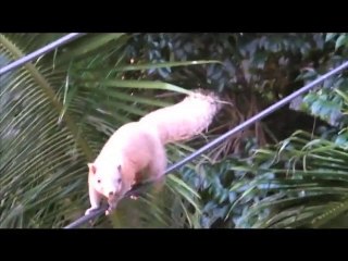 Les petits écureuils de Koh TAO