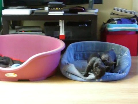 chiot bouledogue Français 2e portée