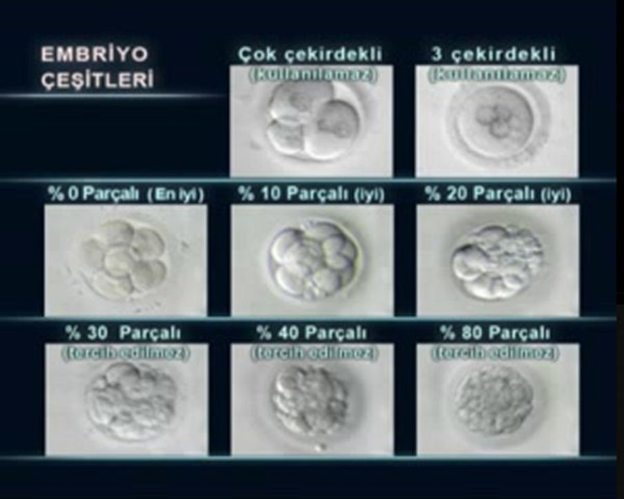 Embriyolar