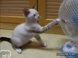 un chaton découvre le ventilateur