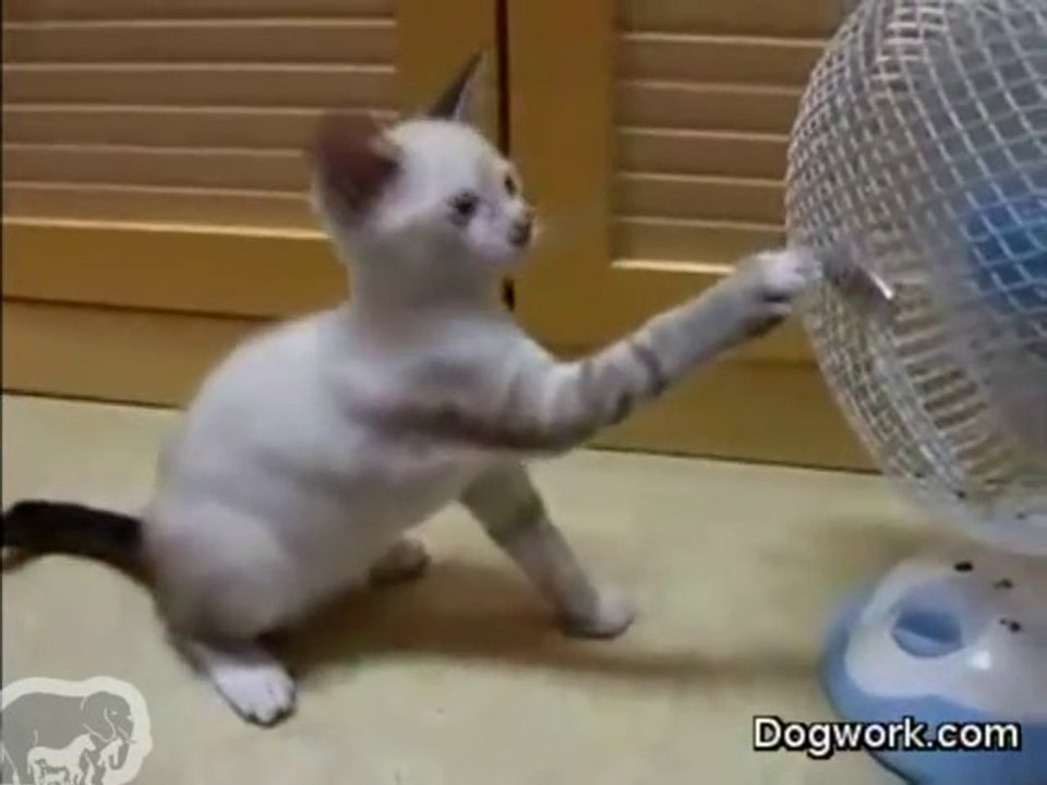 un chaton découvre le ventilateur