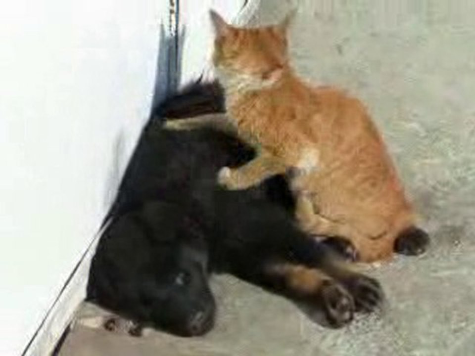 Bir sarışın bir zenciye mesaj yapıyor