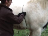 Libertivi.com > Les trucs à dadas > Le poids d'un cheval