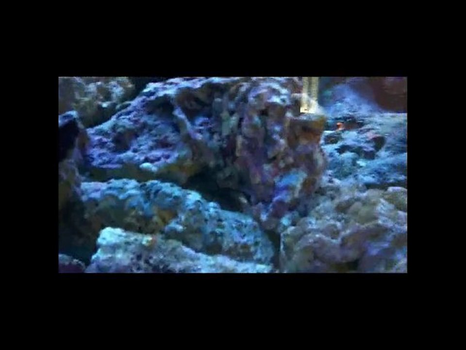 Aquarium récifal Terken