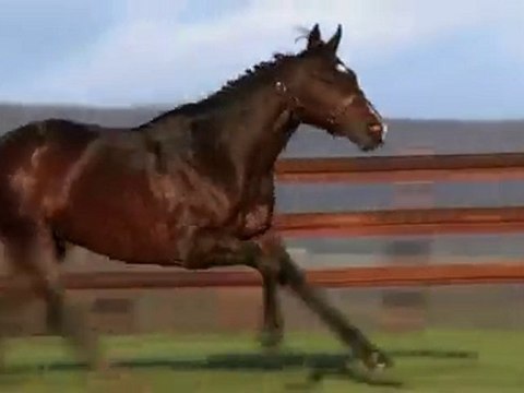 Vision d'Etat, en station au Haras de Grandcamp