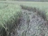 Crop Circles Found In Yogyakarta Rice Field 23/1/2011