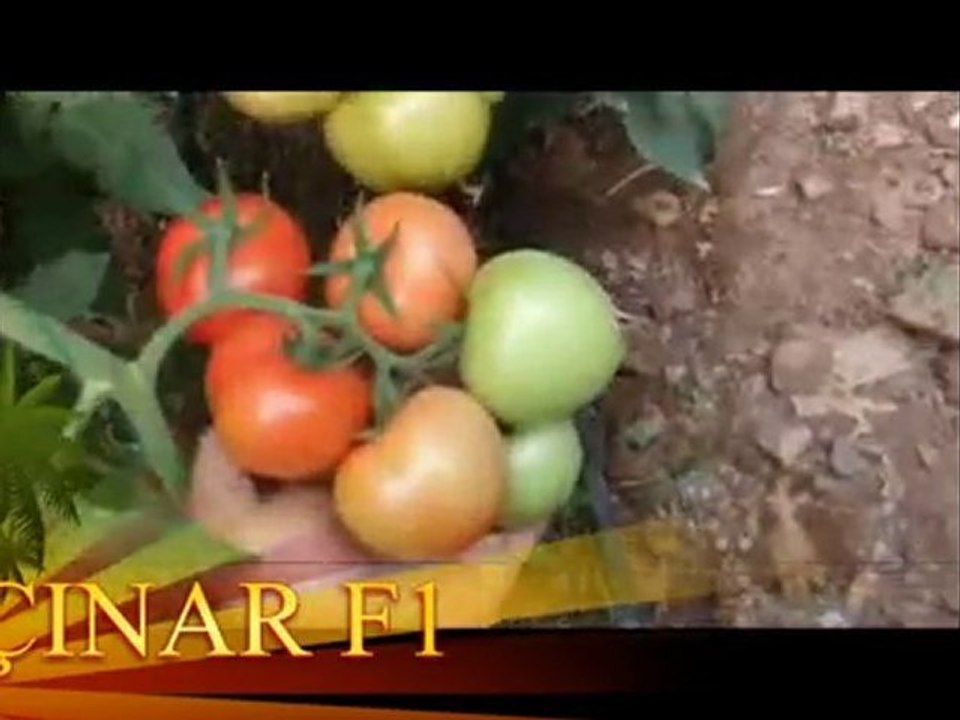 ÇINAR F1