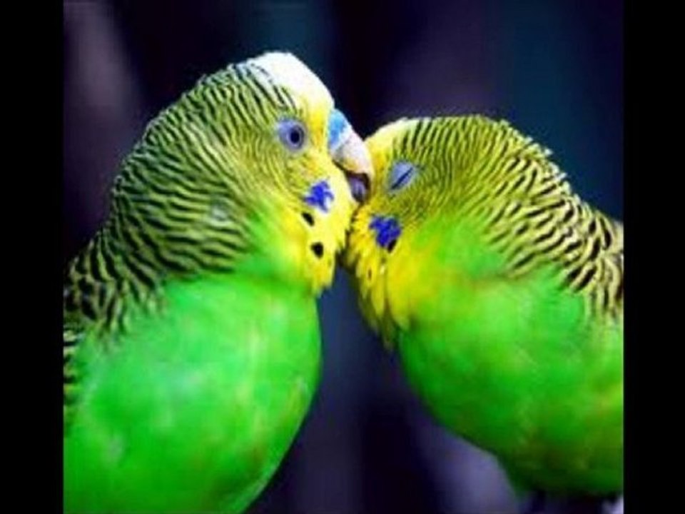 MUAZZEZ ABACI-KANUN TAKSÎMİ & SENDEN BİLİRİM YOK BANA BİR FÂ