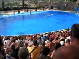 spectacle de dauphins a mundomar benidorm espana 2