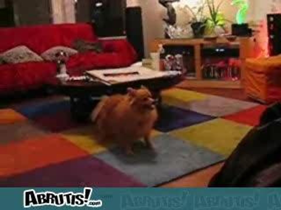Chien_fou