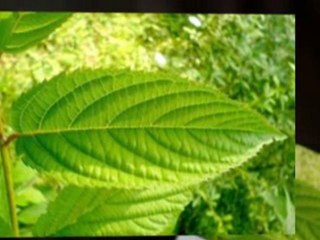 Getting taller in a short time