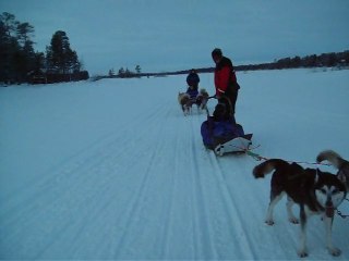 suite attelage en Laponie