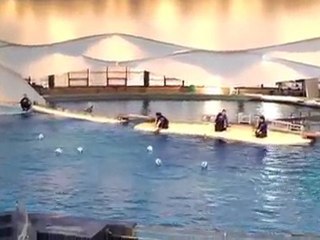 Dolphin predicts 1st pick of 2011 MLS SuperDraft