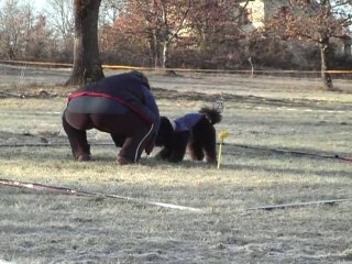 dandy cavage la roziere