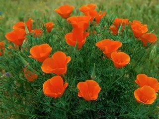 can yücel   "dostlar ırmak gibidir"