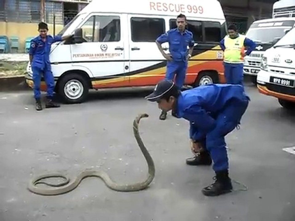 Come calmare un cobra