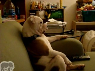 Le chien Brian des Griffin existe bien!