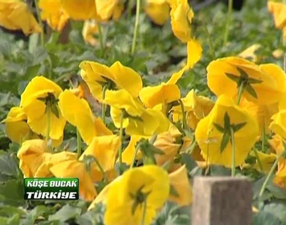 Beyaz TV Köşe Bucak Türkiye ( Akyurt ) 2/4