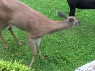 Les meilleurs amis du monde