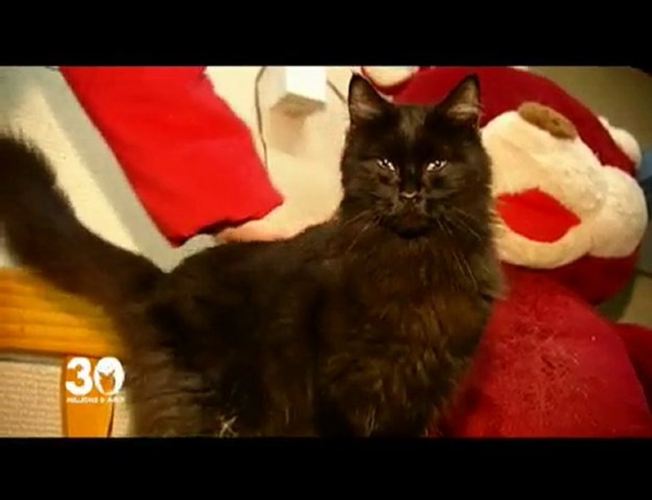 Adoptez Guizmette