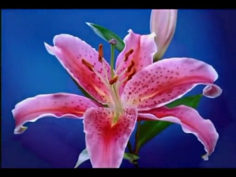 Ahmet Mekki Efendi-Ana Babaya Hizmet